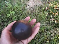 ����D����